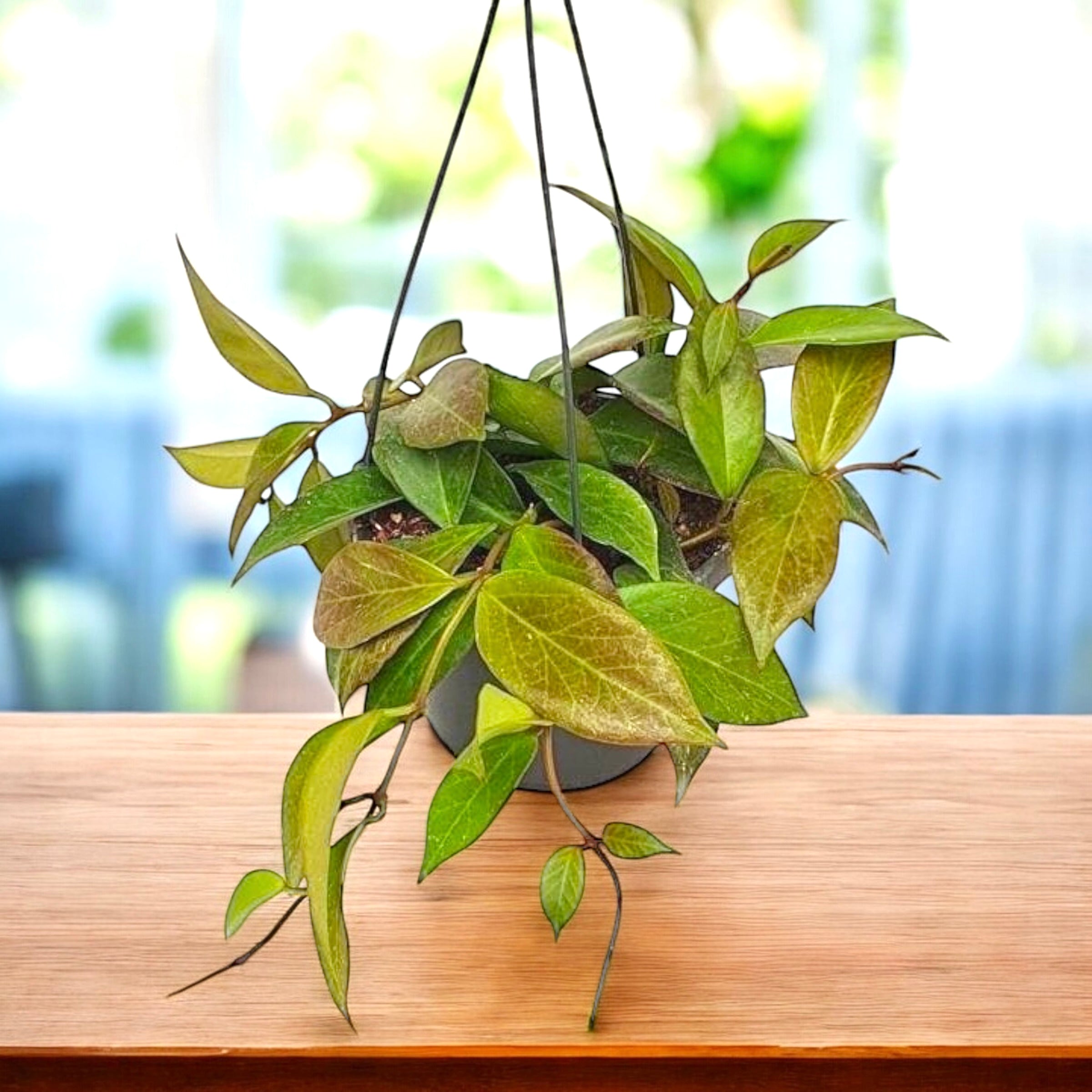 Hoya 'Sunrise' - exemplare dezvoltate!