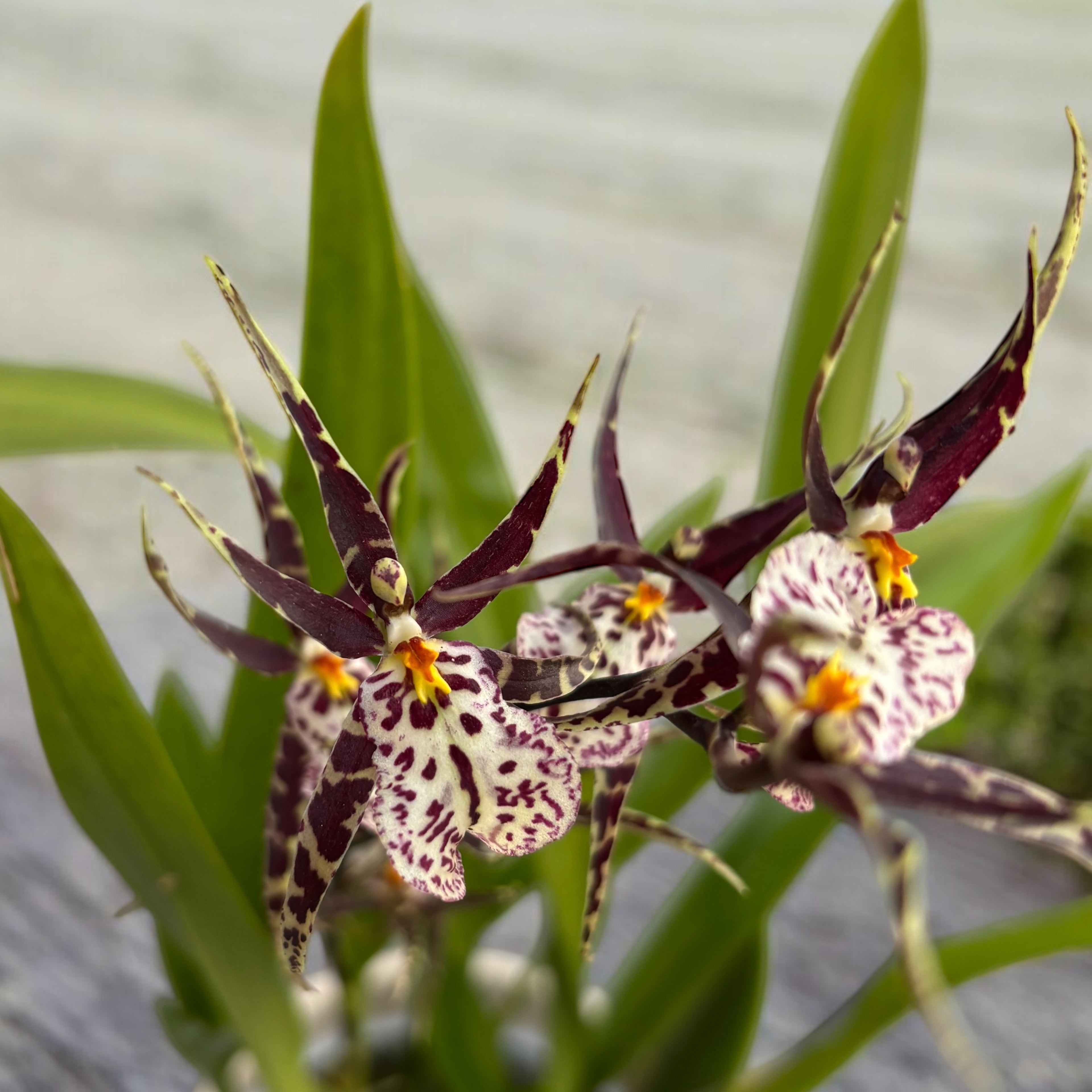 Oncidium (Cyrtocidium) Holm’s Wizard - var. #06 (flori intens parfumate)