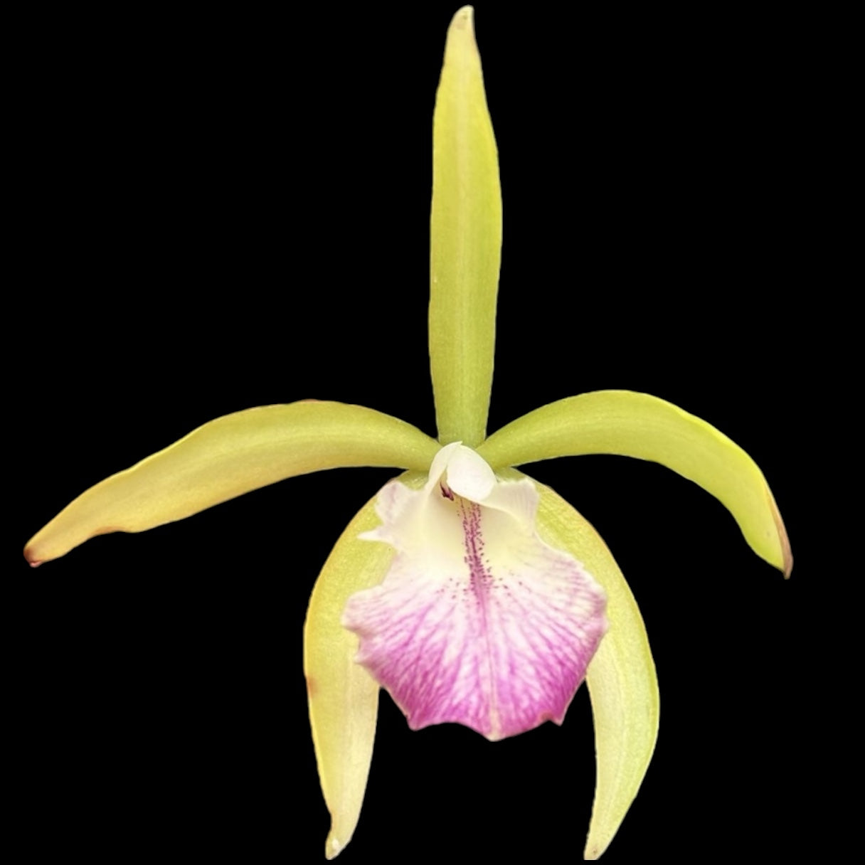 Procatavola Wufong Jade (Cattleychea Siam Jade × Brassavola nodosa) - flori parfumate!