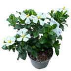 Gardenia jasminoides 'Pinwheel' (rezista si in gradina) - flori intens parfumate