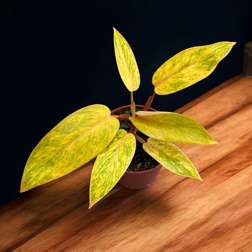Philodendron 'Painted Lady' D12 – Secret Garden Plant Shop