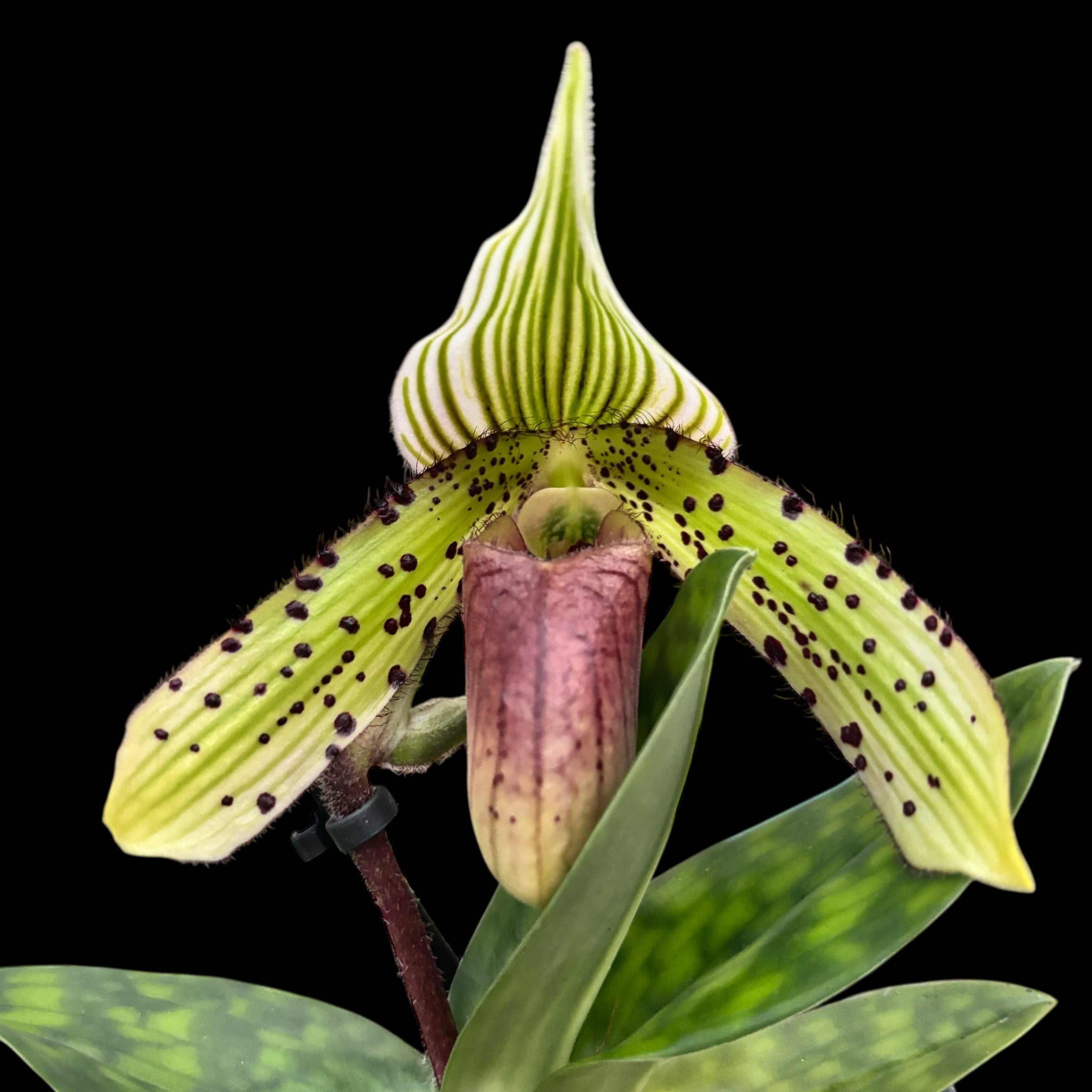 Paphiopedilum Sukhakulii