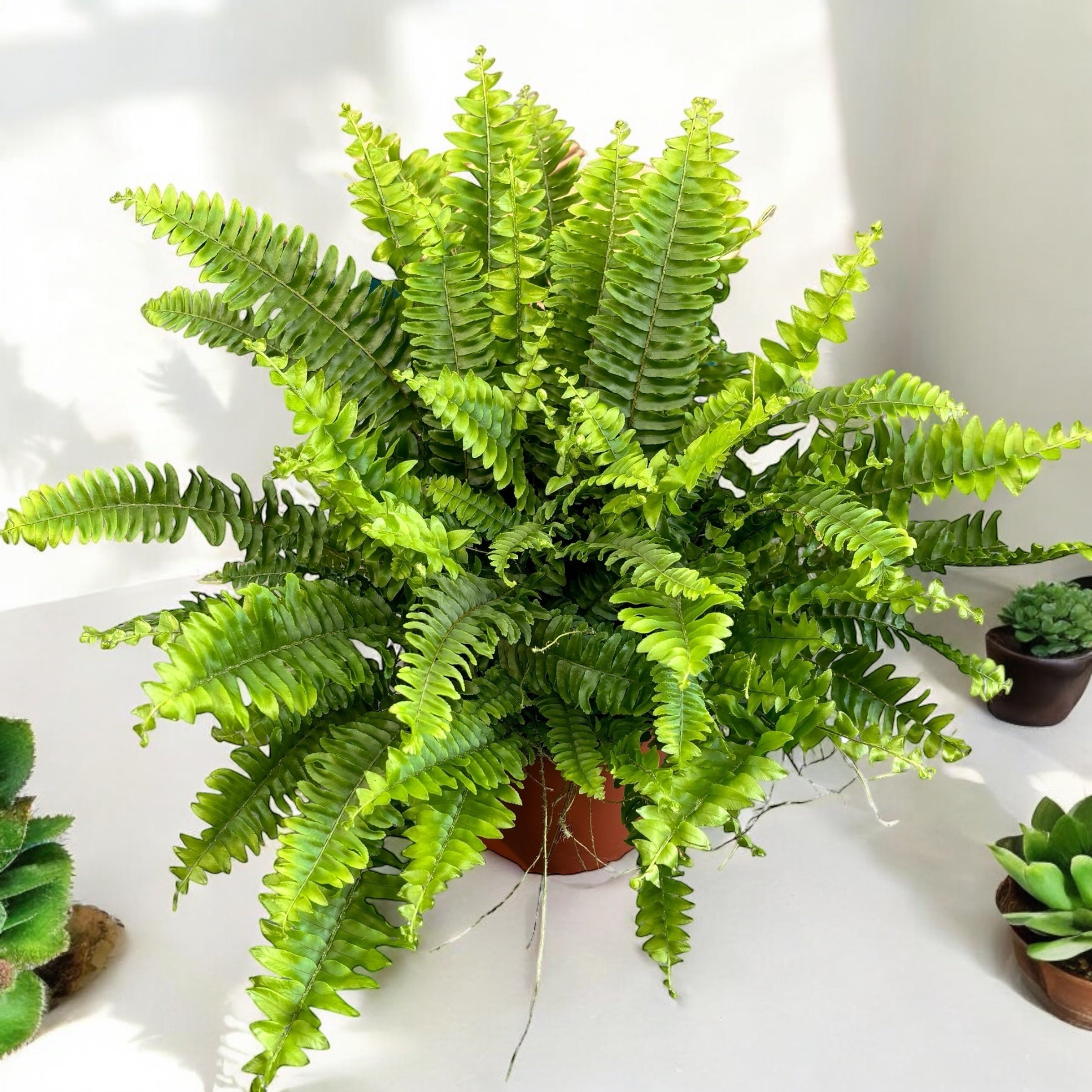 Nephrolepis exaltata ‘Green Lady’ XL – feriga tropicala cu frunzis bogat si elegant