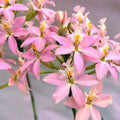 Epidendrum radicans ‘Sweet Pink’