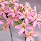 Epidendrum radicans ‘Sweet Pink’