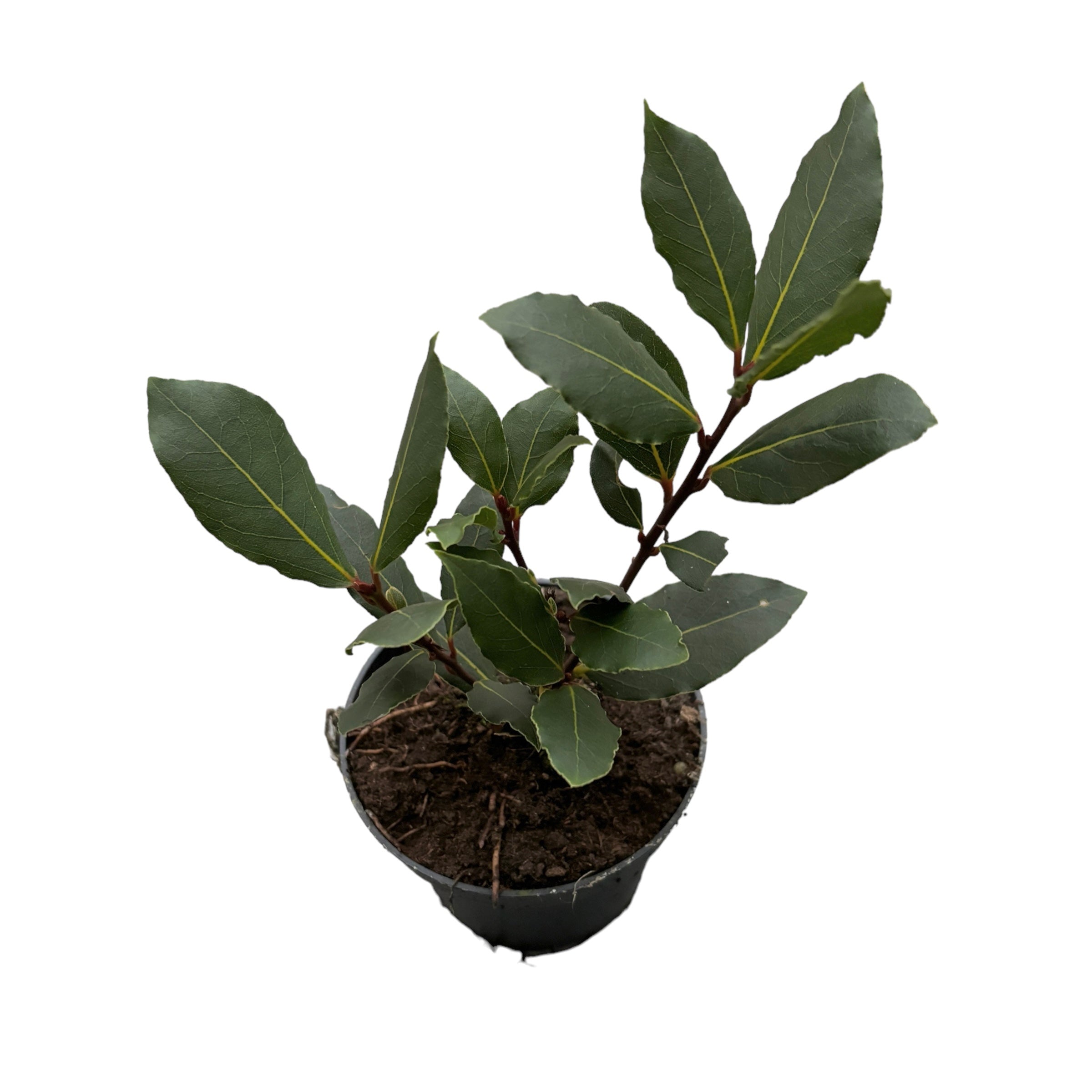 Dafin comestibil la ghiveci