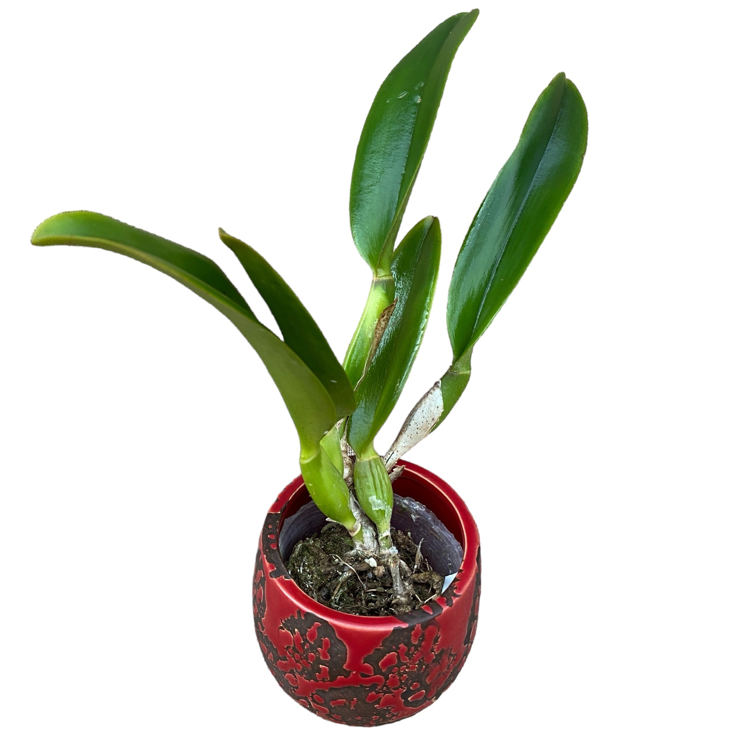 Rth. Chialin Black Flower 'Black King Kong' parfumata