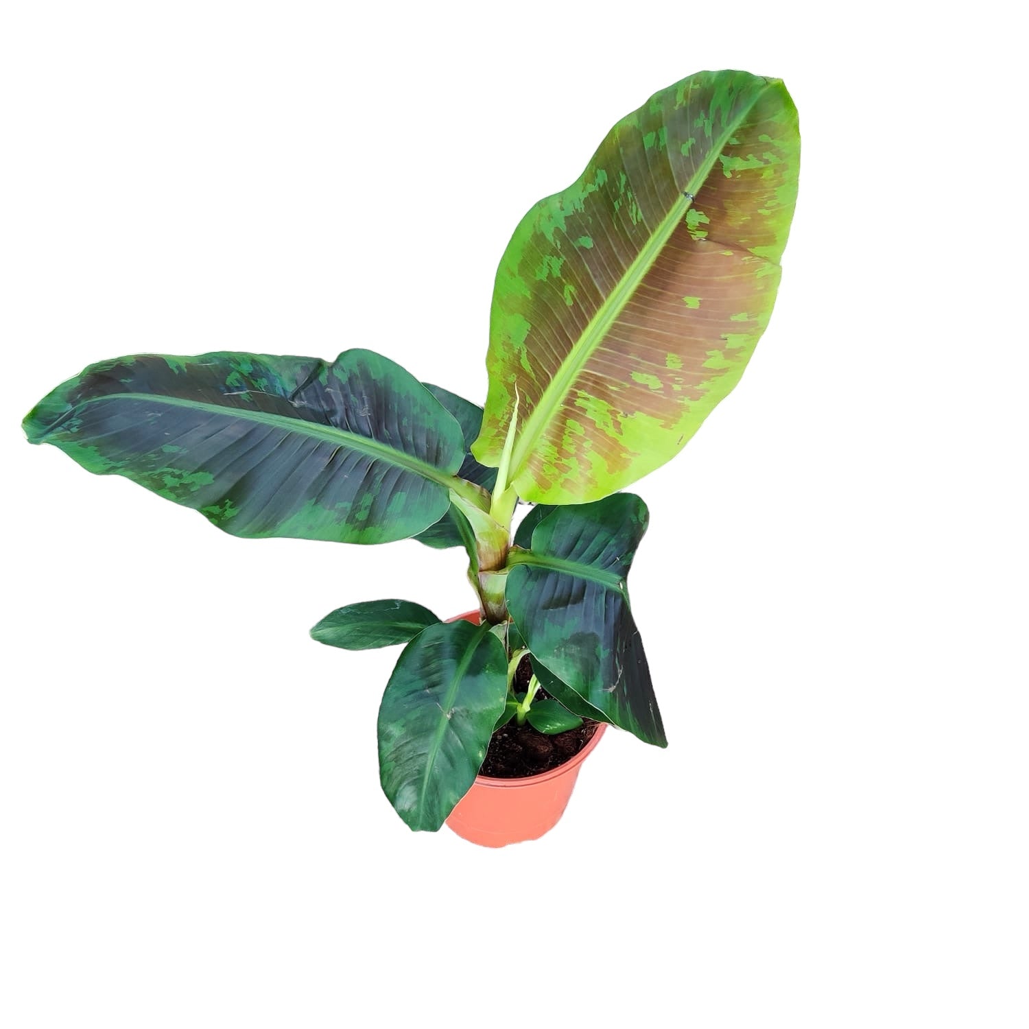 Bananier pitic - Musa acuminata 'Dwarf Cavendish' (Cavendish Banana) - exemplare XL