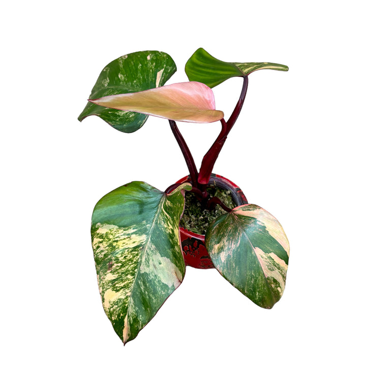 Philodendron Strawberry Shake