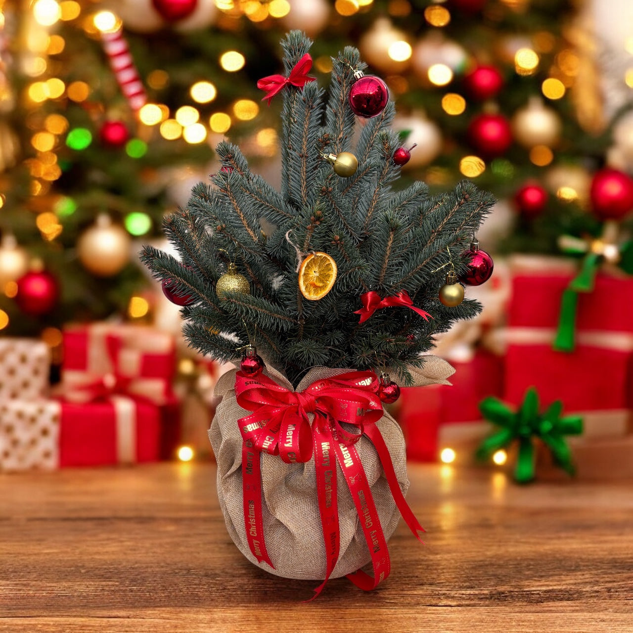 Brad argintiu 'Magic Blue' - Cel mai frumos dar de sarbatori