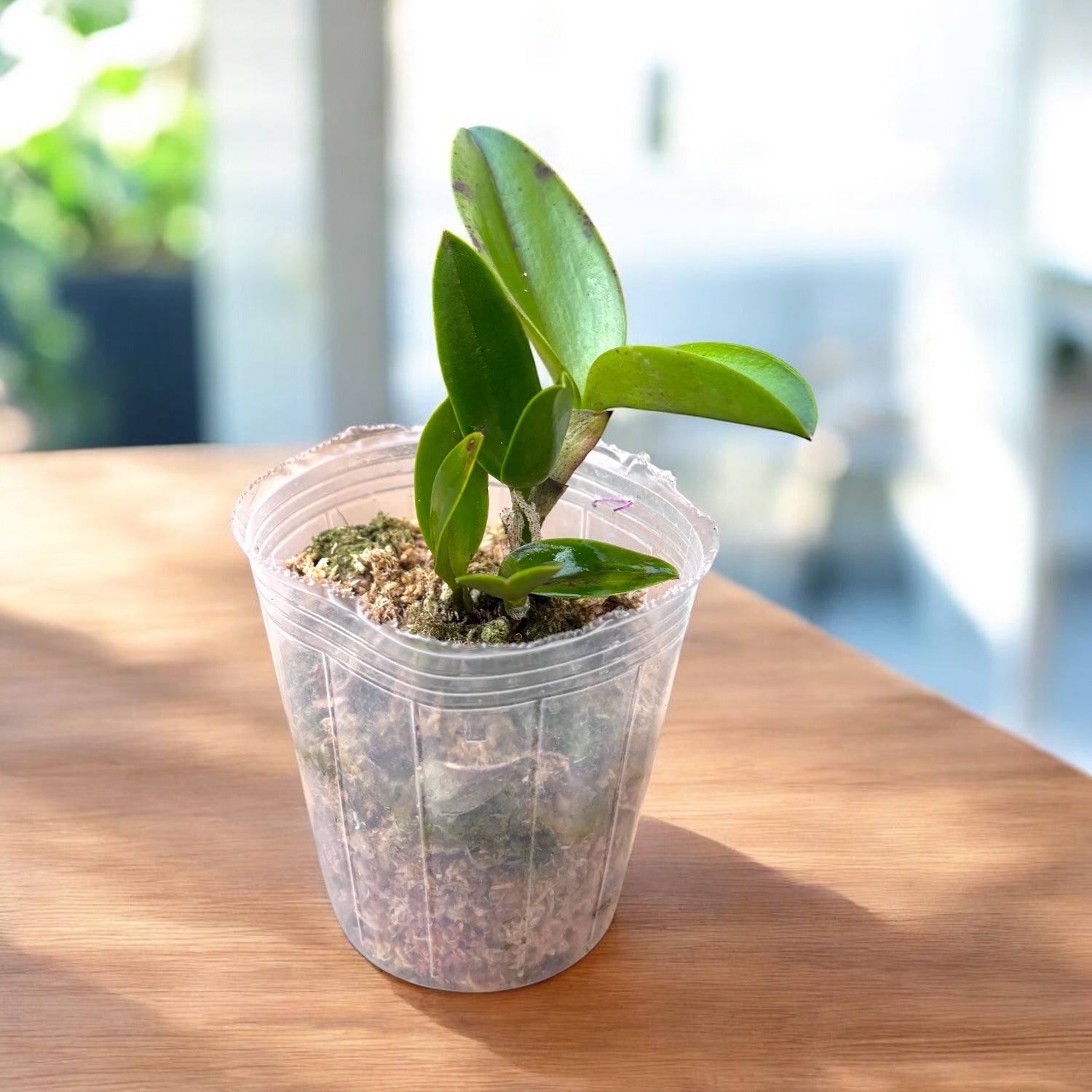 RIc. Dendi's Gem 'Diamond Orchids' HCC/ AOS – Secret Garden Plant Shop