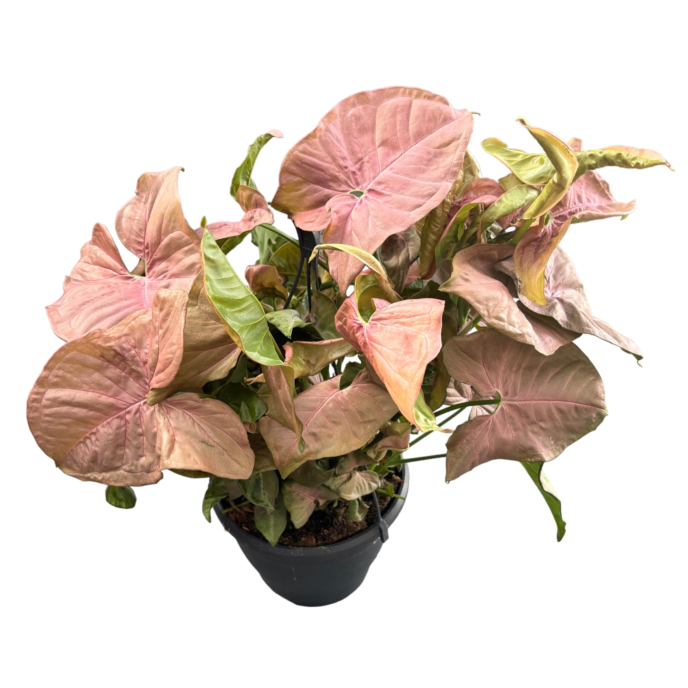 Syngonium podophyllum 'Red Heart' - exemplare XXL