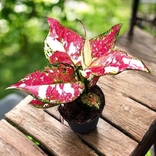 aglaonema ruby jazz Aglaonema 'Jazzy Red' – Secret Garden Plant Shop