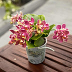 Phalaenopsis Sol y Fuego pelorique - unique