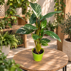 Calathea 'Glaza'