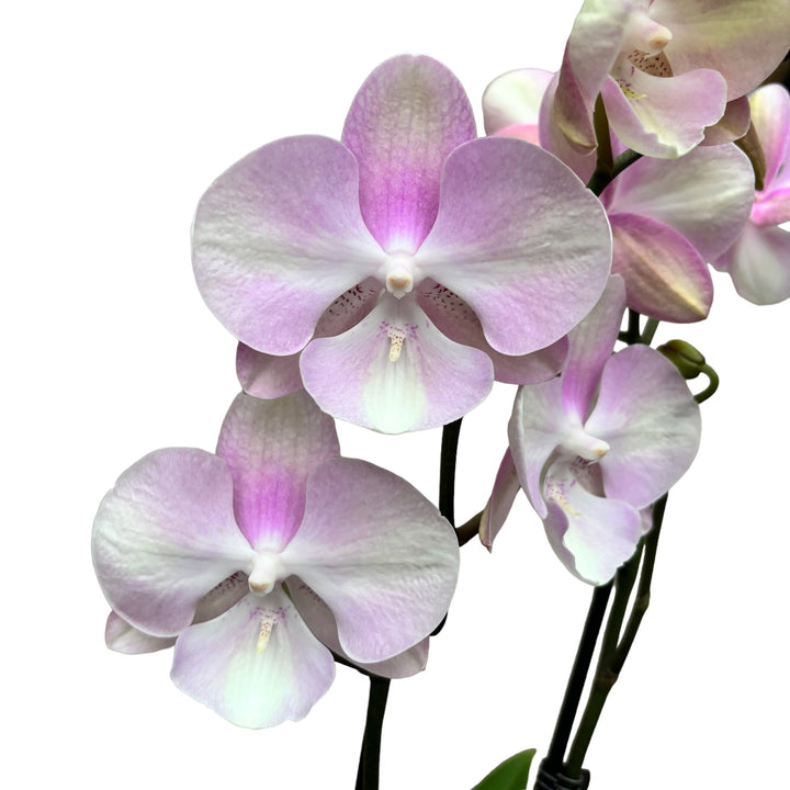 Phalaenopsis Venetian Carnival (Rainbow) big lip