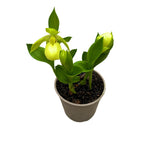 Cypripedium yellow - Cypripedium parviflorum var. pubescens (orhidee de gradina)