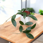 Hoya 'Patricia' (Hoya darwinii x Hoya elliptica)