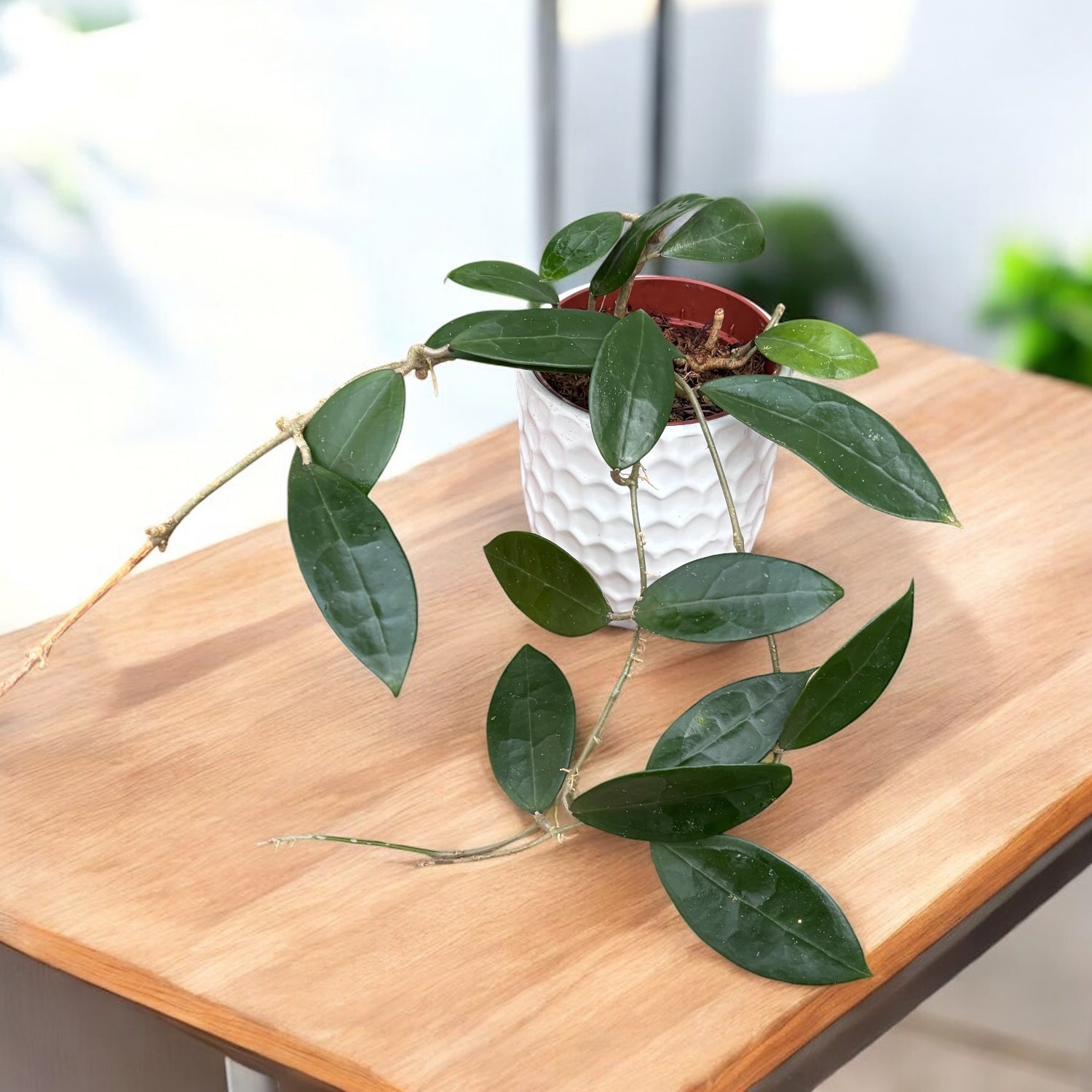 Hoya 'Patricia' (Hoya darwinii x Hoya elliptica)