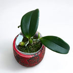 Cattleya violacea var. semi-alba flamea