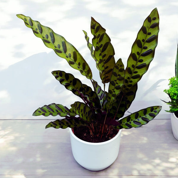 Calathea Lancifolia Insigne (Calathea Rattlesnake)