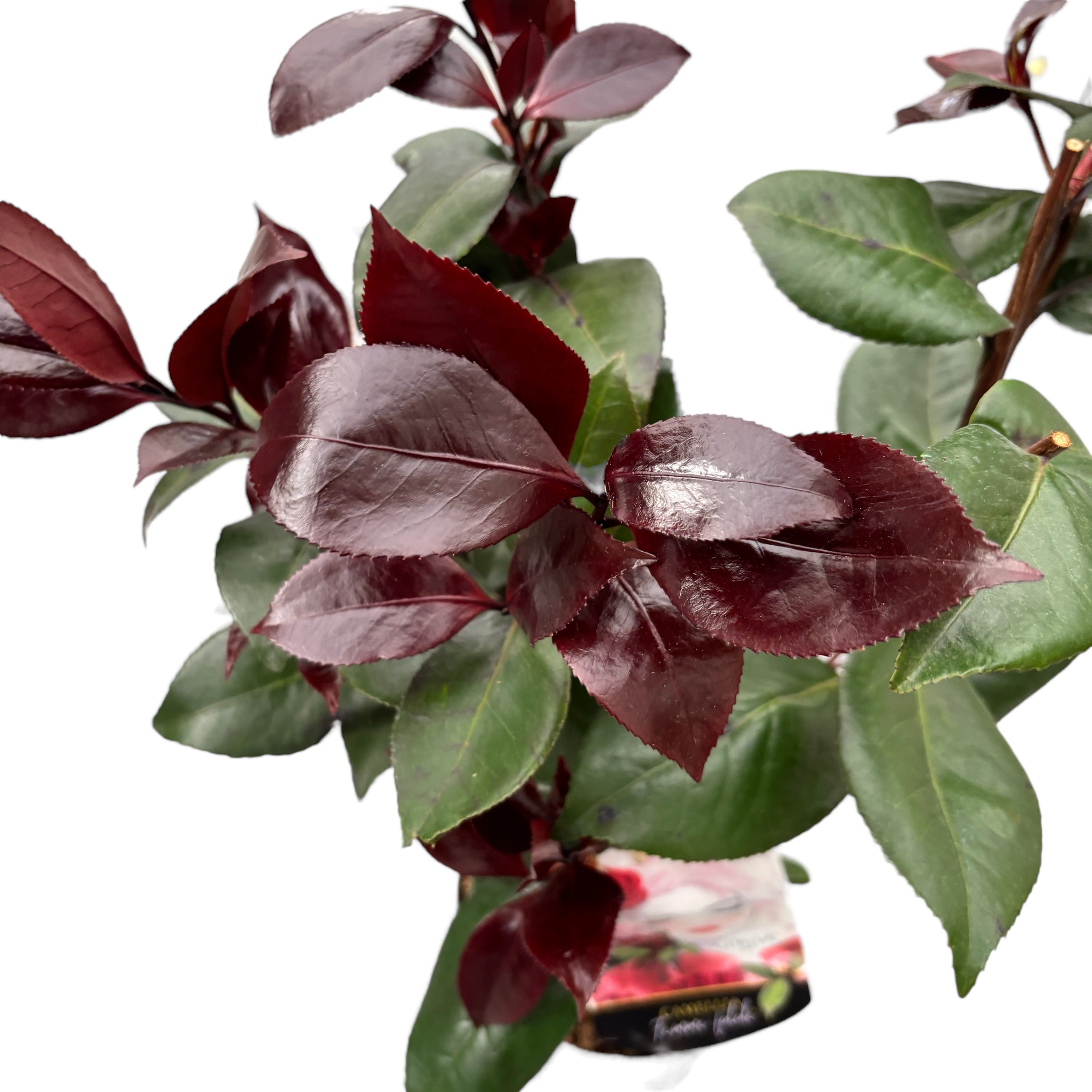 Camellia japonica 'Femme Fatale' - flori mari duble, foliaj foarte colorat