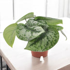 Scindapsus pictus 'Exotica' (Scindapsus Trebie)