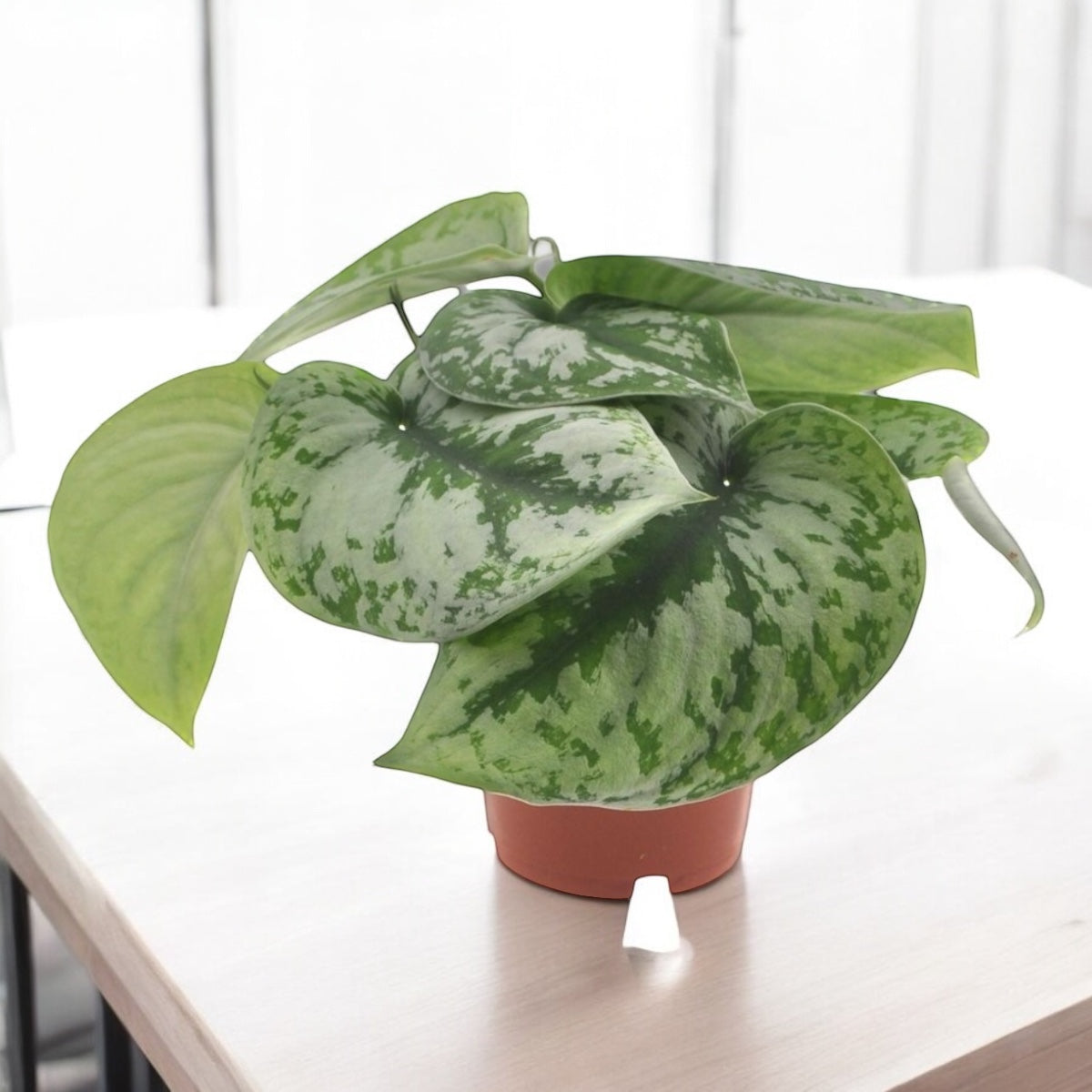 Scindapsus pictus 'Exotica' (Scindapsus Trebie)