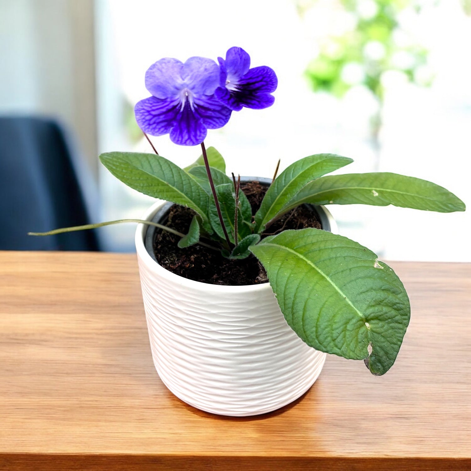 Streptocarpus 'Spirit'