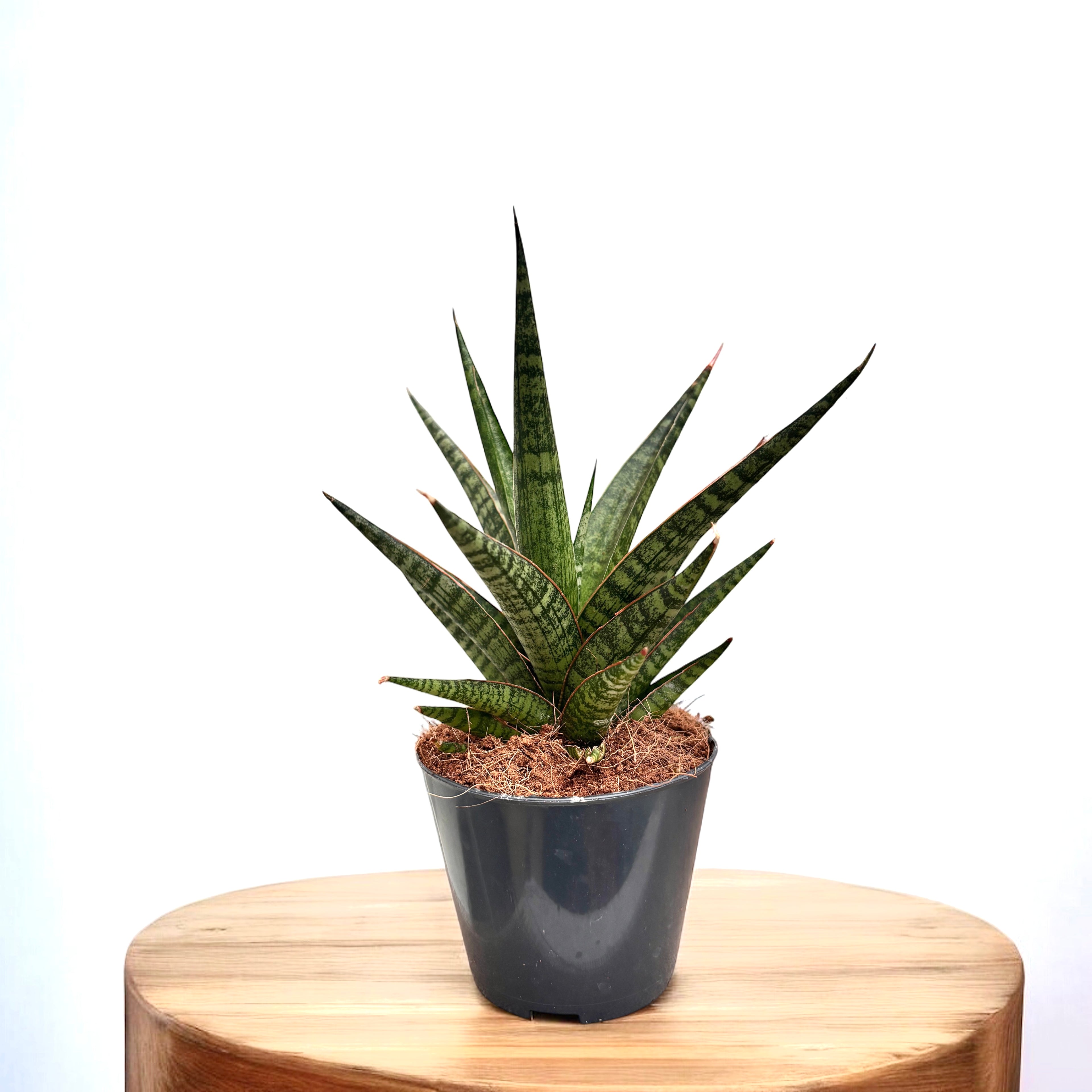 Sansevieria ‘Tiger crown’