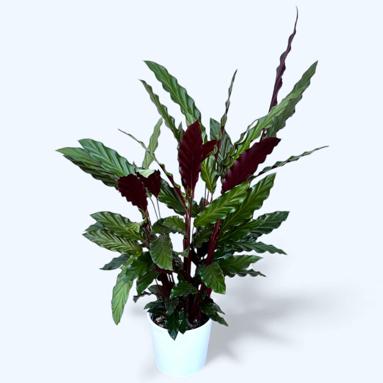 Calathea rufibarba (Goeppertia rufibarba) – furry velvet calathea cu frunze catifelate