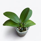 Phalaenopsis OX Madonna (pelorinen)