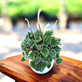 Peperomia caperata 'Lilian'