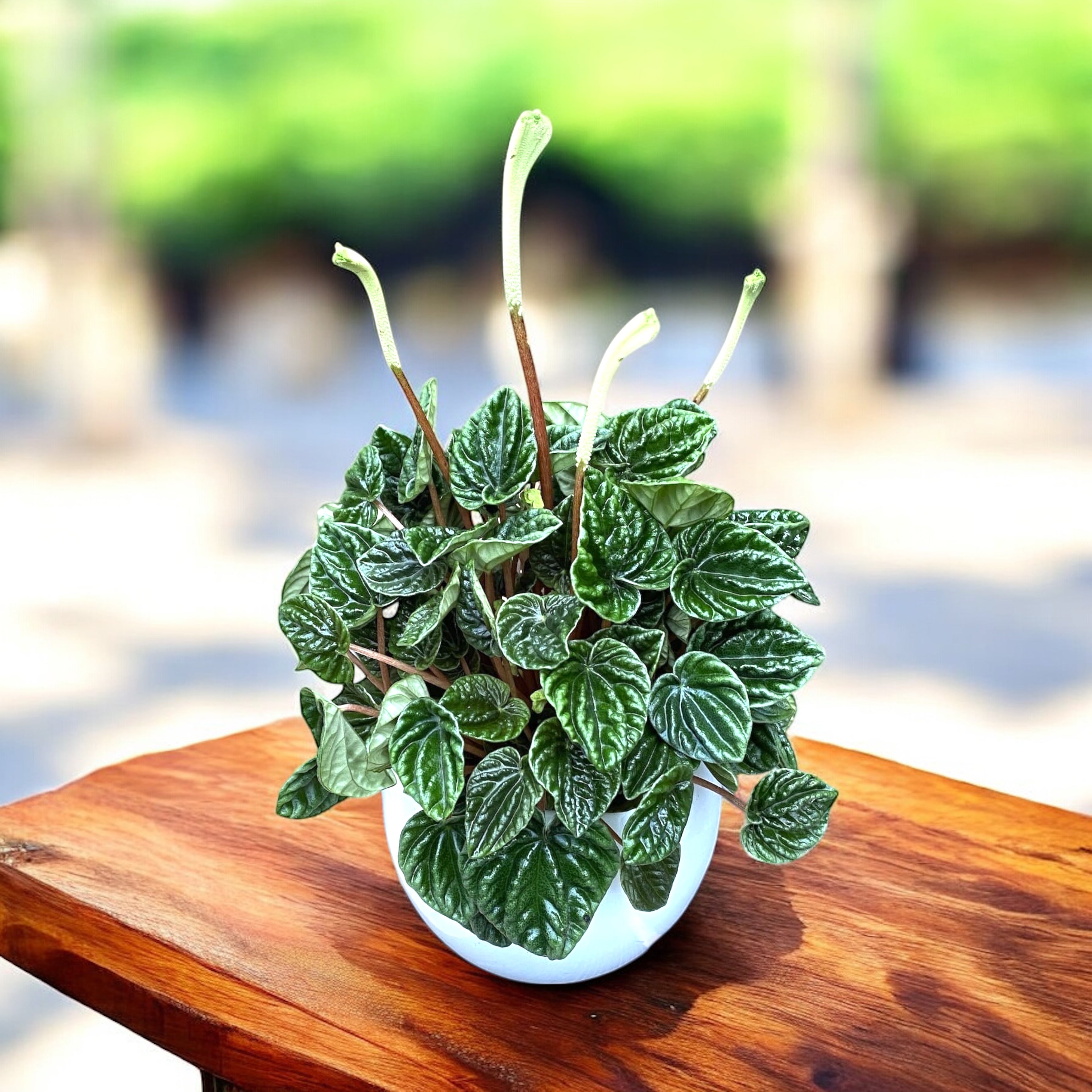 Peperomia caperata 'Lilian'