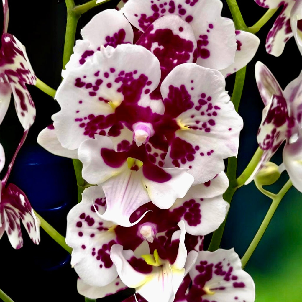 Phalaenopsis Untold Stories big lip peloric