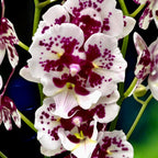Phalaenopsis Untold Stories big lip peloric