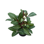 Helleborus ‘Purple Price’ - Christmas Rose, Lenten Rose