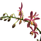 Phalaenopsis Bronze Maiden (schilleriana × mannii 'Black')