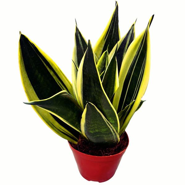 Sansevieria Canary