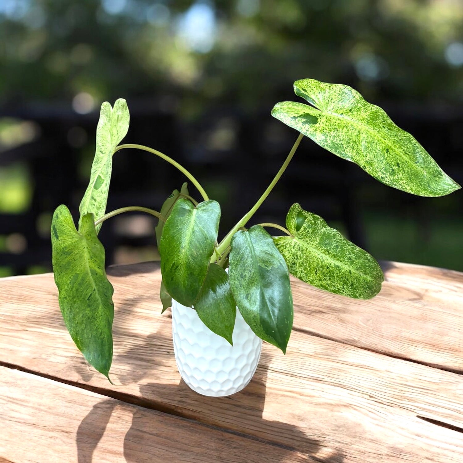 Philodendron Paraiso Verde (Taiwan)