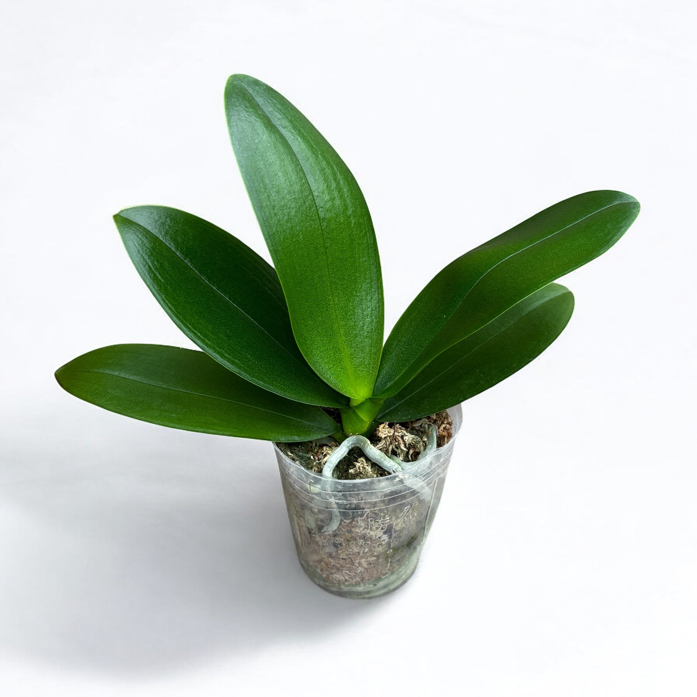 Phalaenopsis Sogo Allen