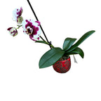 Phalaenopsis Gan Lin Pearl