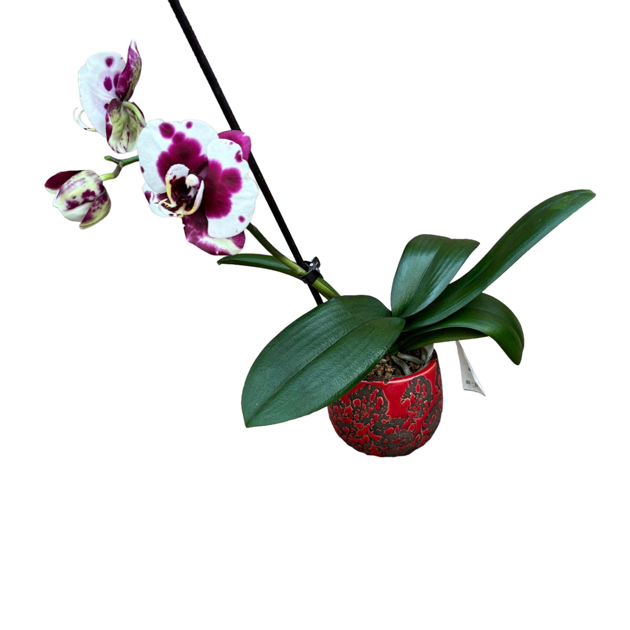 Phalaenopsis Gan Lin Pearl