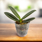 Phalaenopsis OX Sponge Bob (peloric - butterfly)