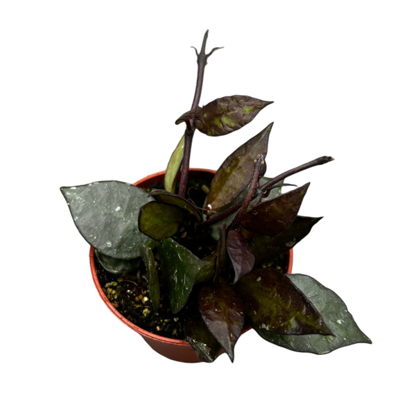 Hoya krohniana 'Black Leaves' D6