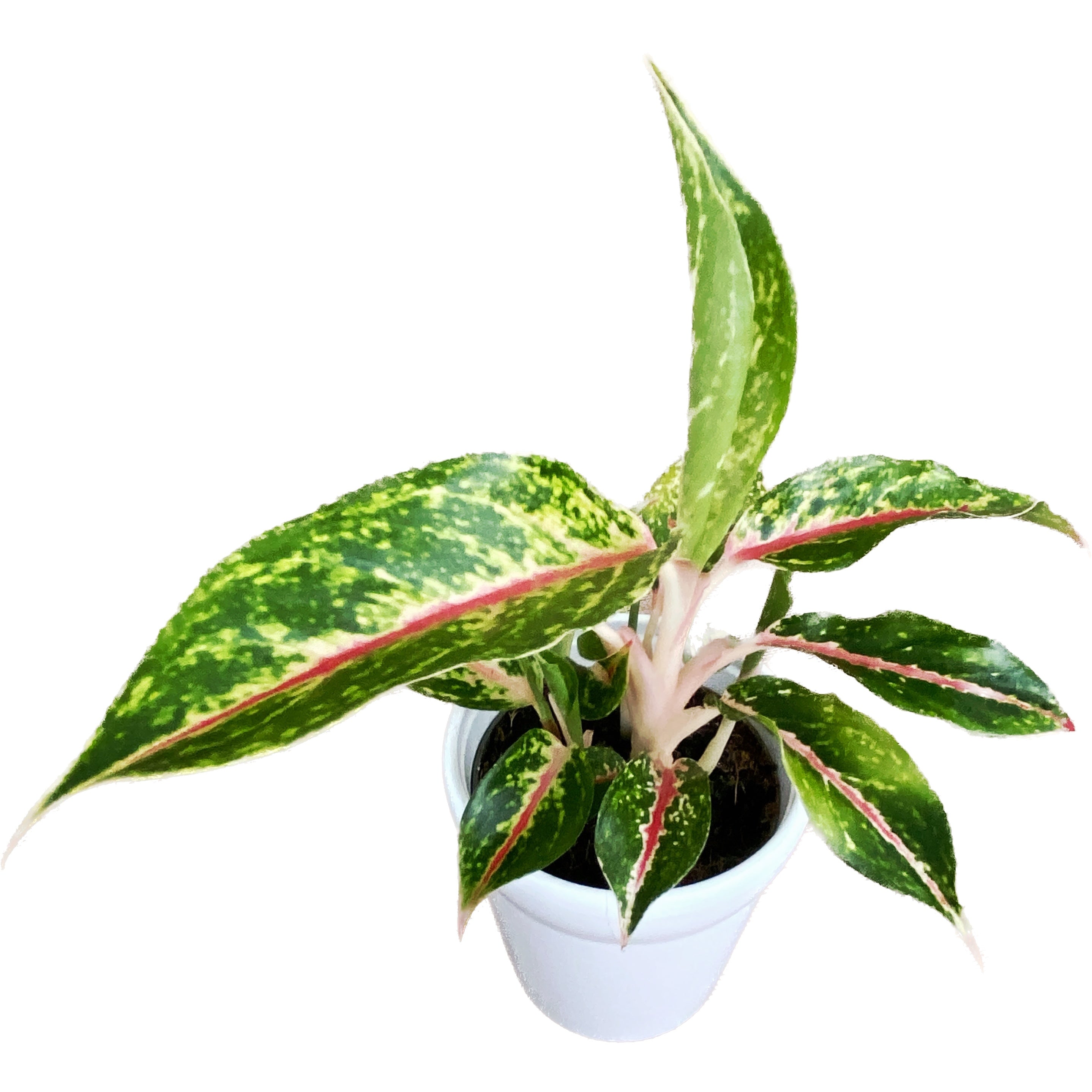 Aglaonema 'Cocomelon' D9