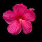 Hibiscus moscheutos „Extreme Magenta” – Évelő Hibiscus óriási magenta színű virágokkal