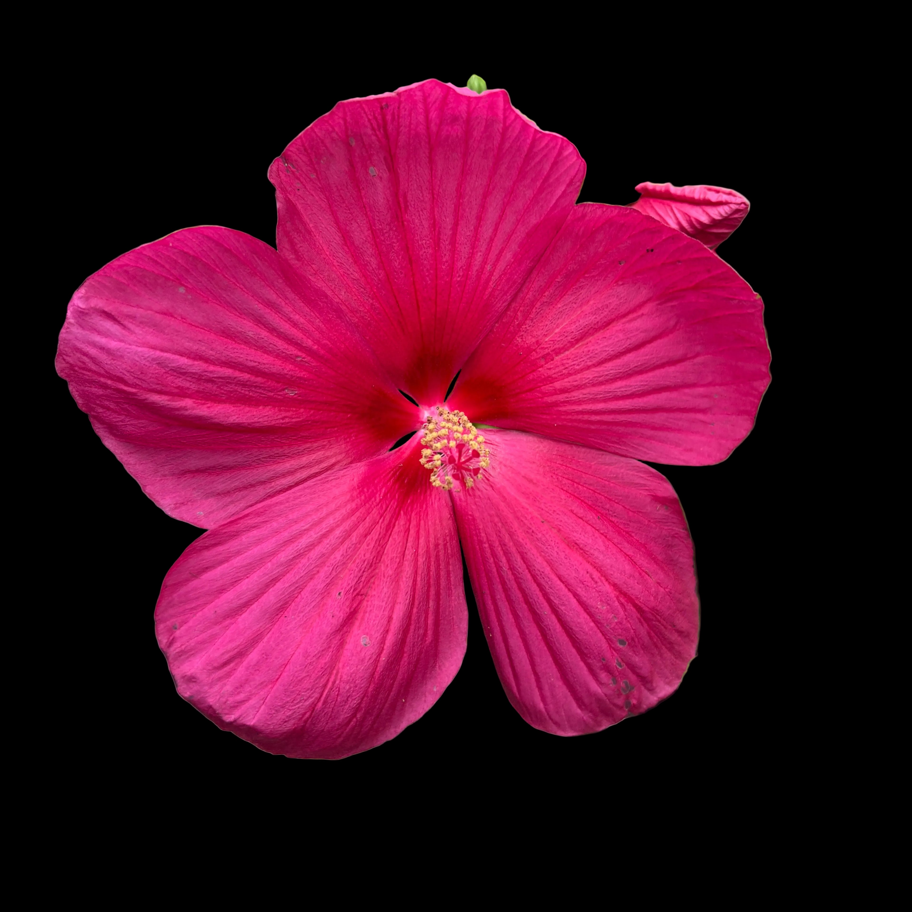 Hibiscus moscheutos „Extreme Magenta” – Évelő Hibiscus óriási magenta színű virágokkal