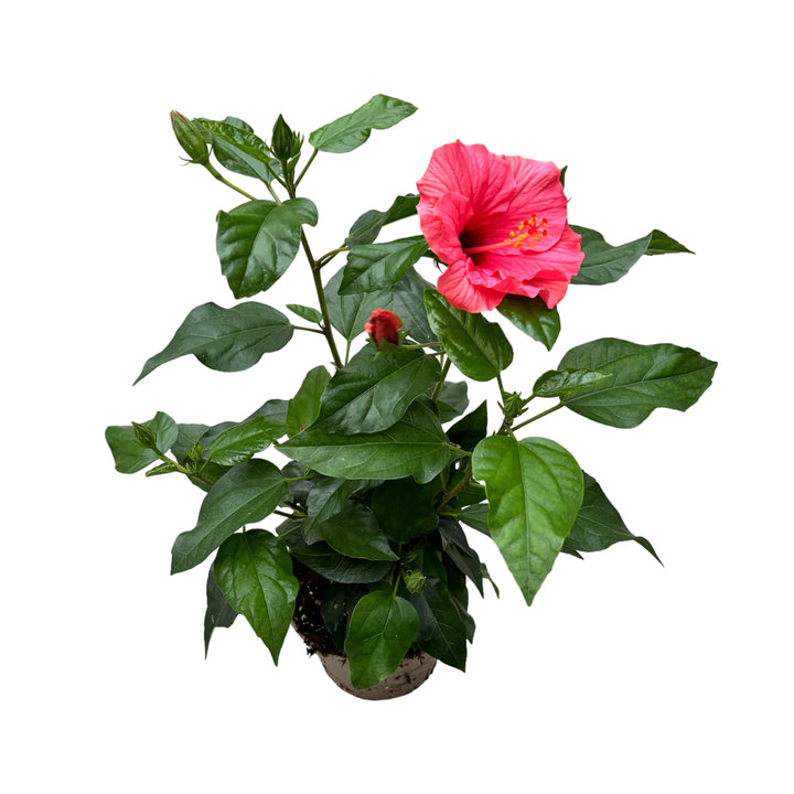 Hibiscus rosa-sinensis Venetie Pink - flori mari roz