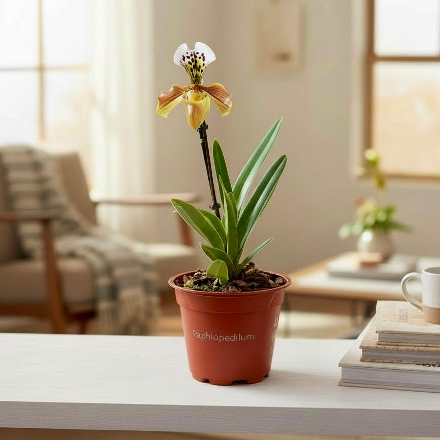 Paphiopedilum gratrixianum